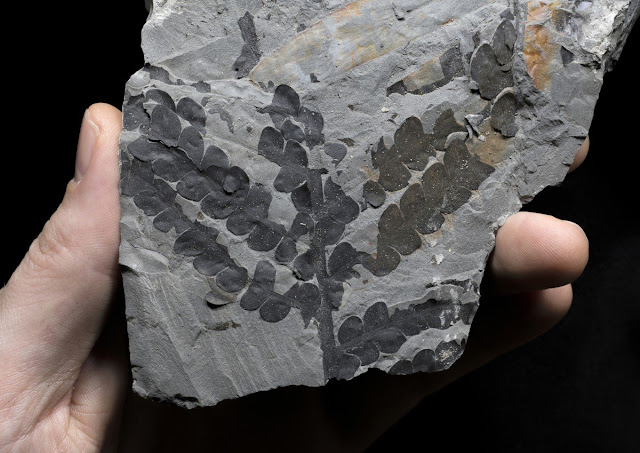 Earliest records of three plant groups uncovered in the Permian of Jordan Earliest records of three plant groups uncovered in the Permian of Jordan