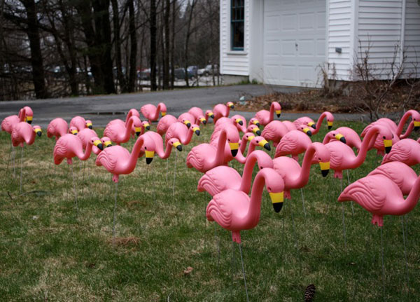 Bergheim Follies We Got Pink Flamingos In The Front Yard Pink Flamingos Artist S Conception