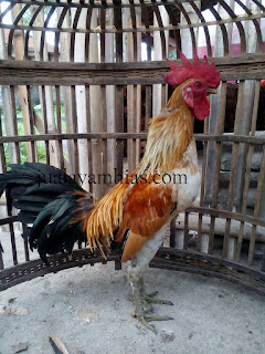 Ayam Pelung Dewasa Jantan