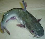 BUY    CAT   FISH  AT AN AFFORDABLE PRICE!