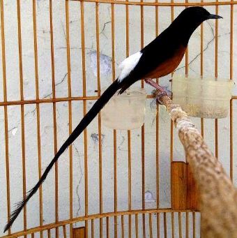Vitamin Burung Murai Agar Makin Gacor Cerita Kicau
