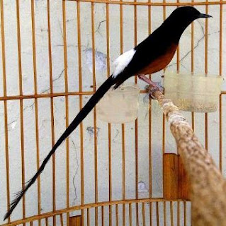 Vitamin Burung Murai Semoga Makin Gacor Kicau Mania
