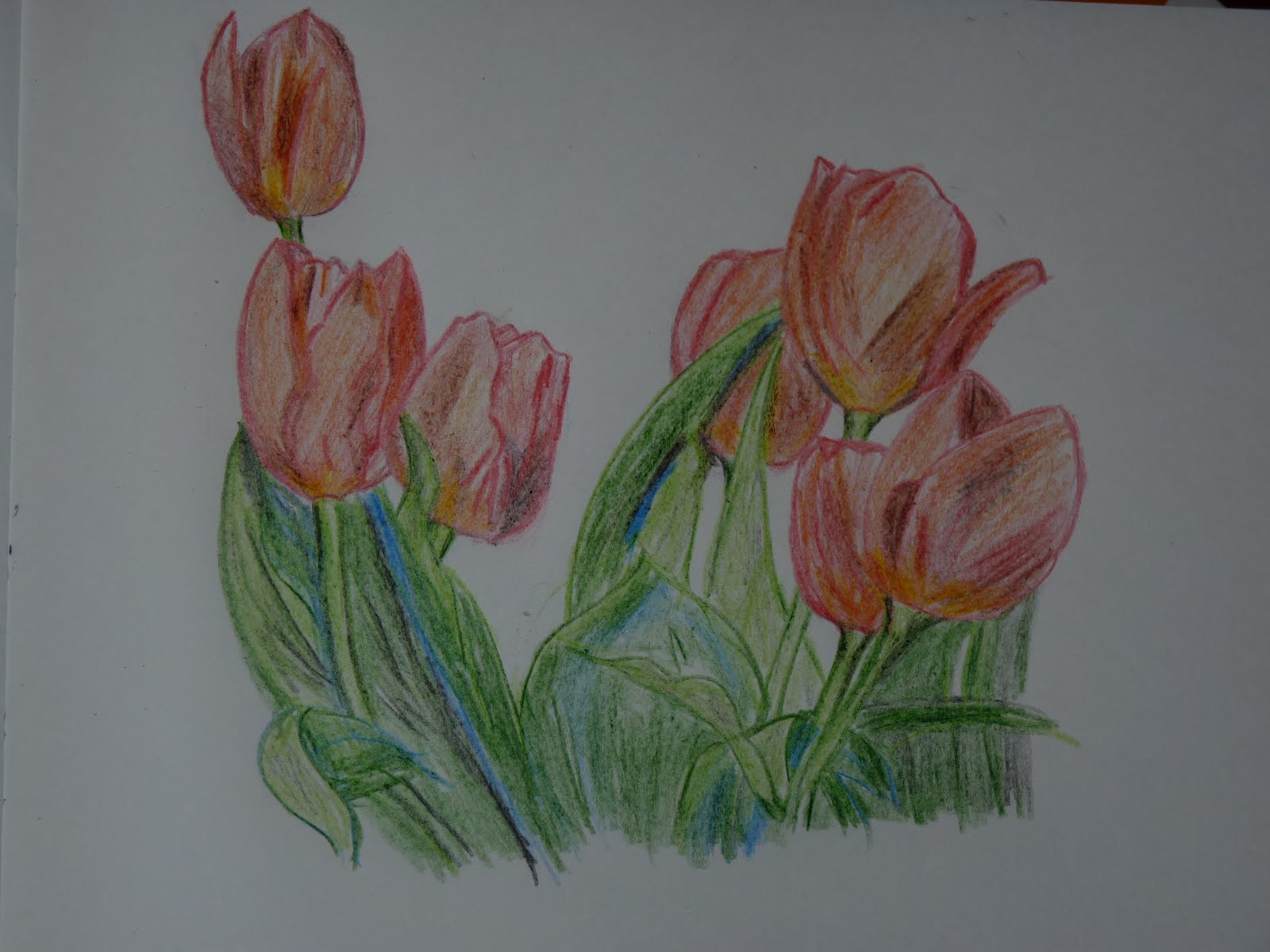 Chitravali: Colour pencil drawing----Tulip spring flower