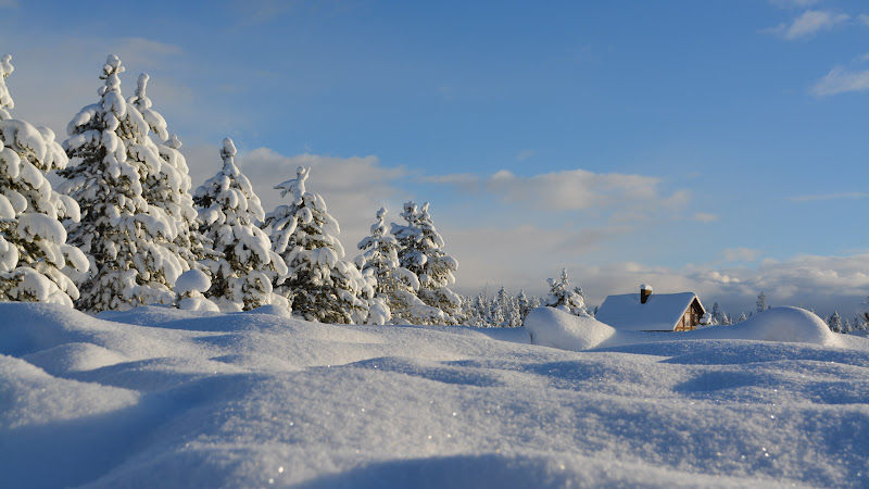 House From Snow Forest