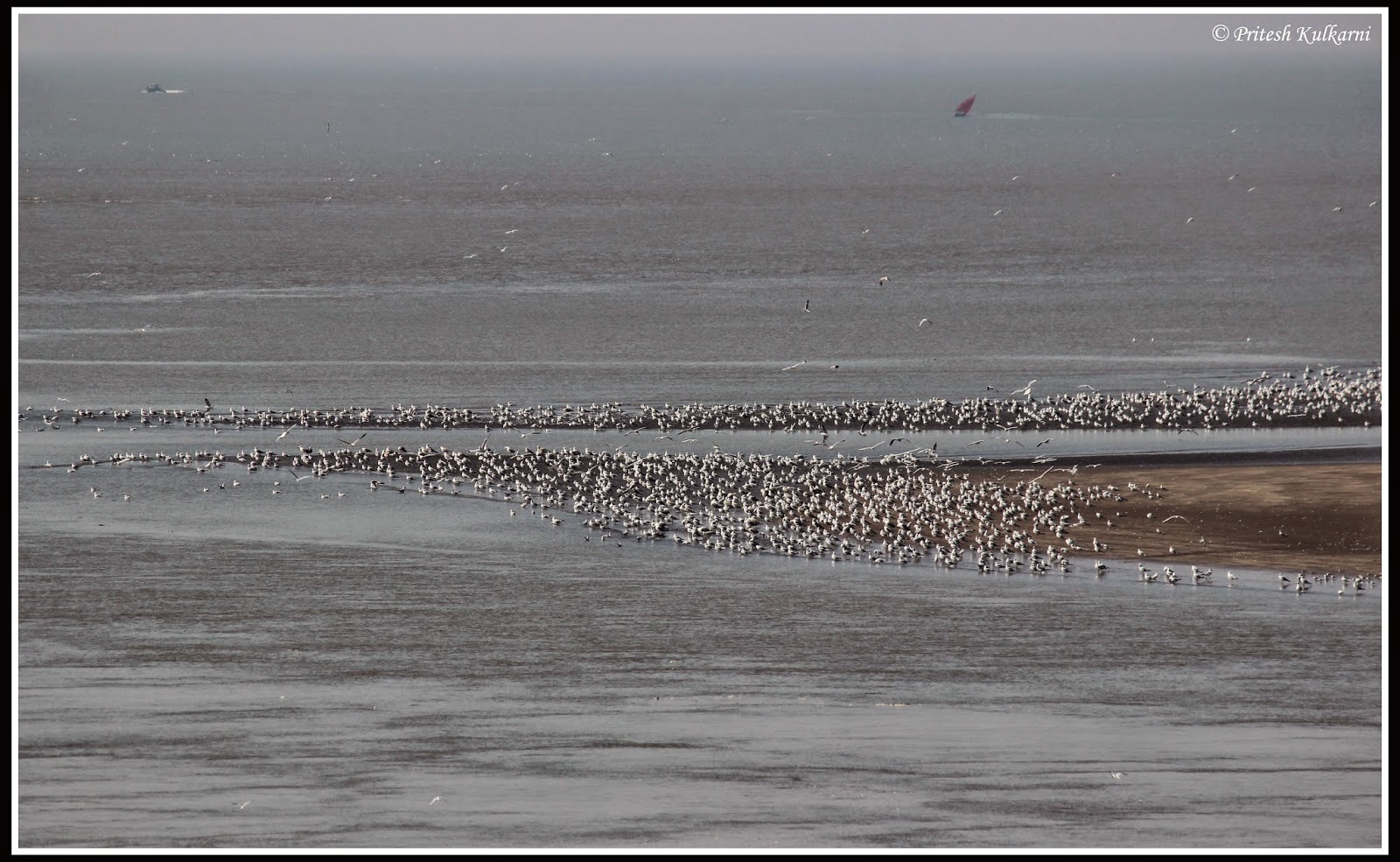 Birds on Revdanda beach Birds on Revdanda beach