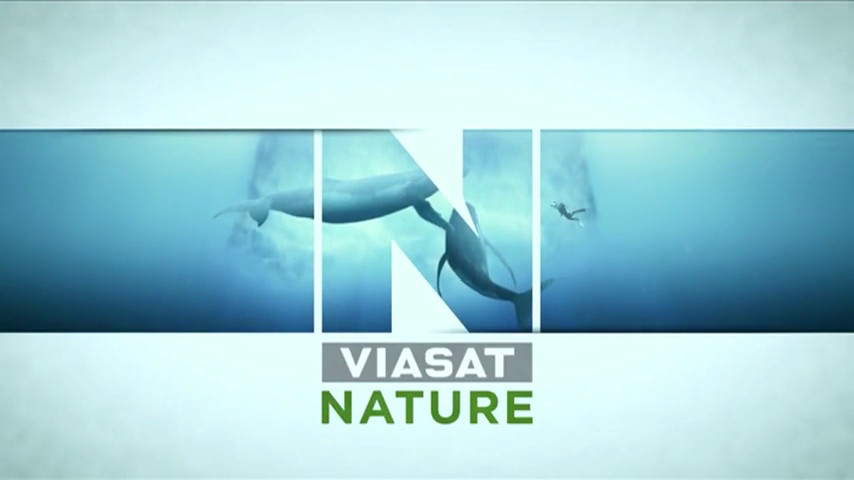 The Branding Source: From Idents for Viasat Nature by WeAreSeventeen