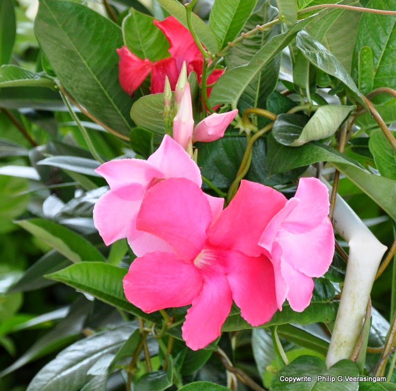 Images of Sri Lanka on Flower plants for sale, 'Waters