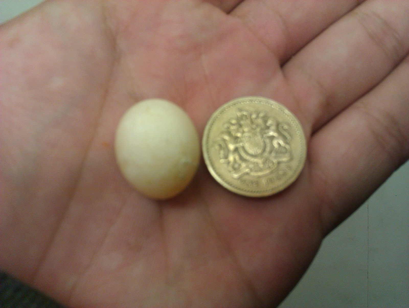 Lewis' Blog Diamond Dove Chick Growing Up!