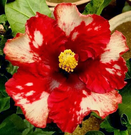 Hibiscus/Joba flower_09