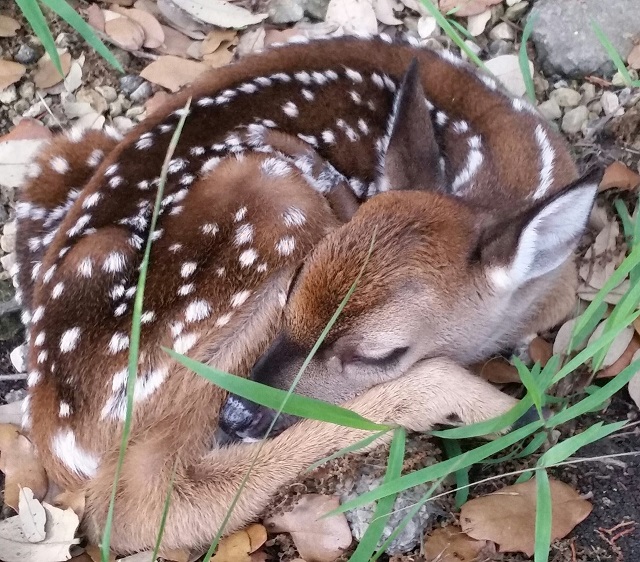 A fawn sleeping peacefully in a ravine A fawn sleeping peacefully in a ravine
