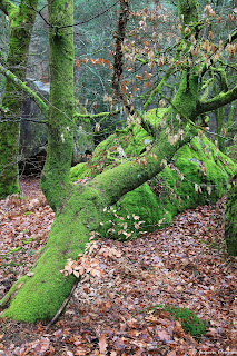 50 nuances de green, Forêt de Fontainebleau