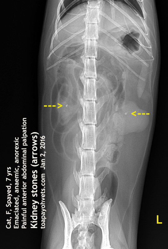 Be Kind To Pets, Vet case studies, Photography tips, Travel Stories