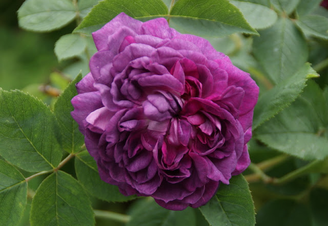 Organic Garden Dreams: Mottisfont Abbey - a Rose Lover's Paradise VI