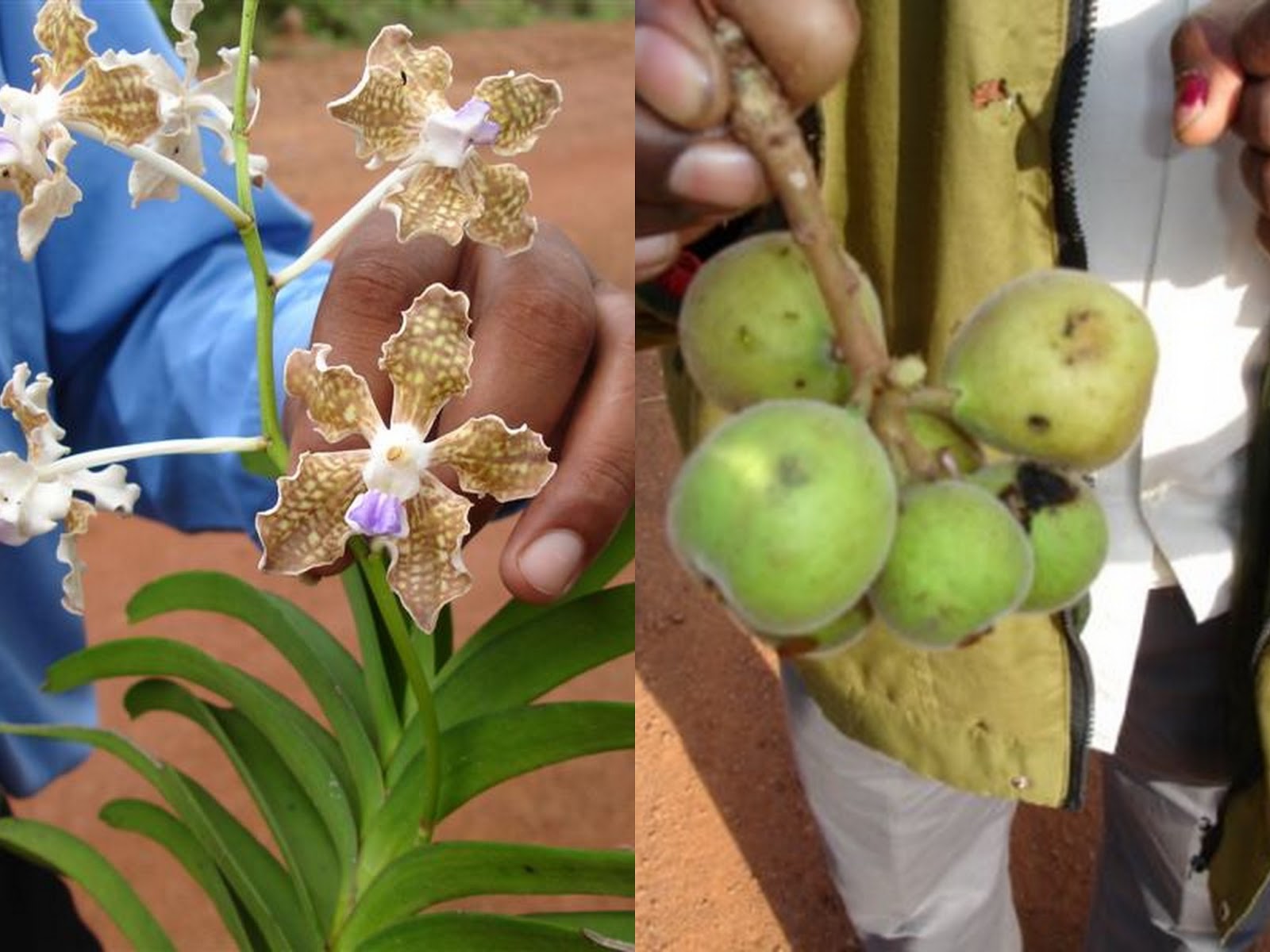 World Literature on Medicinal Plants from Pankaj Oudhia’s Medicinal