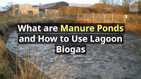Image illustrates What are Manure Ponds and How to Use Lagoon Biogas.