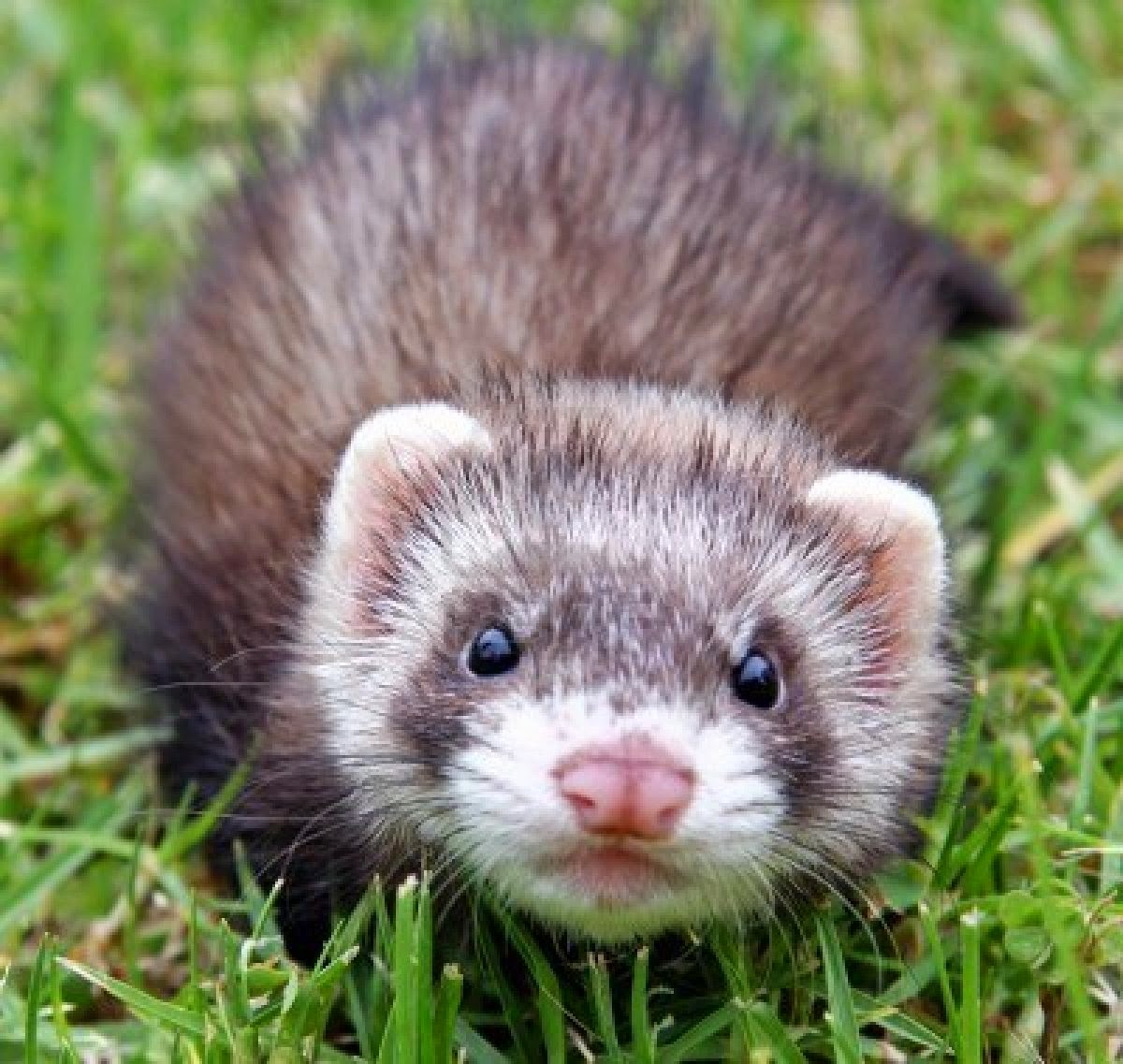 Panduan Memelihara Ferret Sebagai Hewan Peliharaan