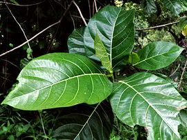 Pohon Awar-Awar dan Manfaatnya