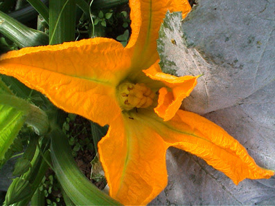 flor del calabacín
