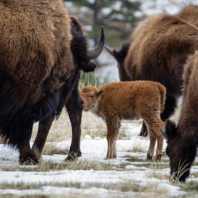 In My Own Words Baby Tatanka: A baby bison calf in Custer State Park by Dakota Visions Photography, LLC www.dakotavisions.com