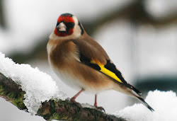sparrow bird resolution wallpapers desktop birds flying 1080p butiful background screen wallpapersafari