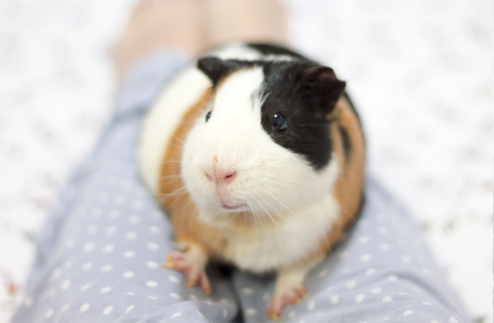 fotografia-cobaya-kevin