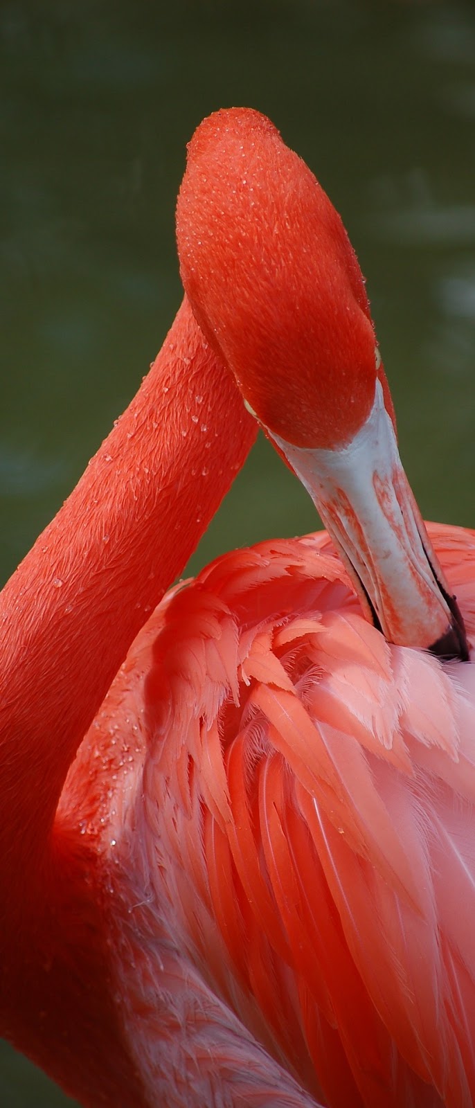 A flamingo preening. A flamingo preening.
