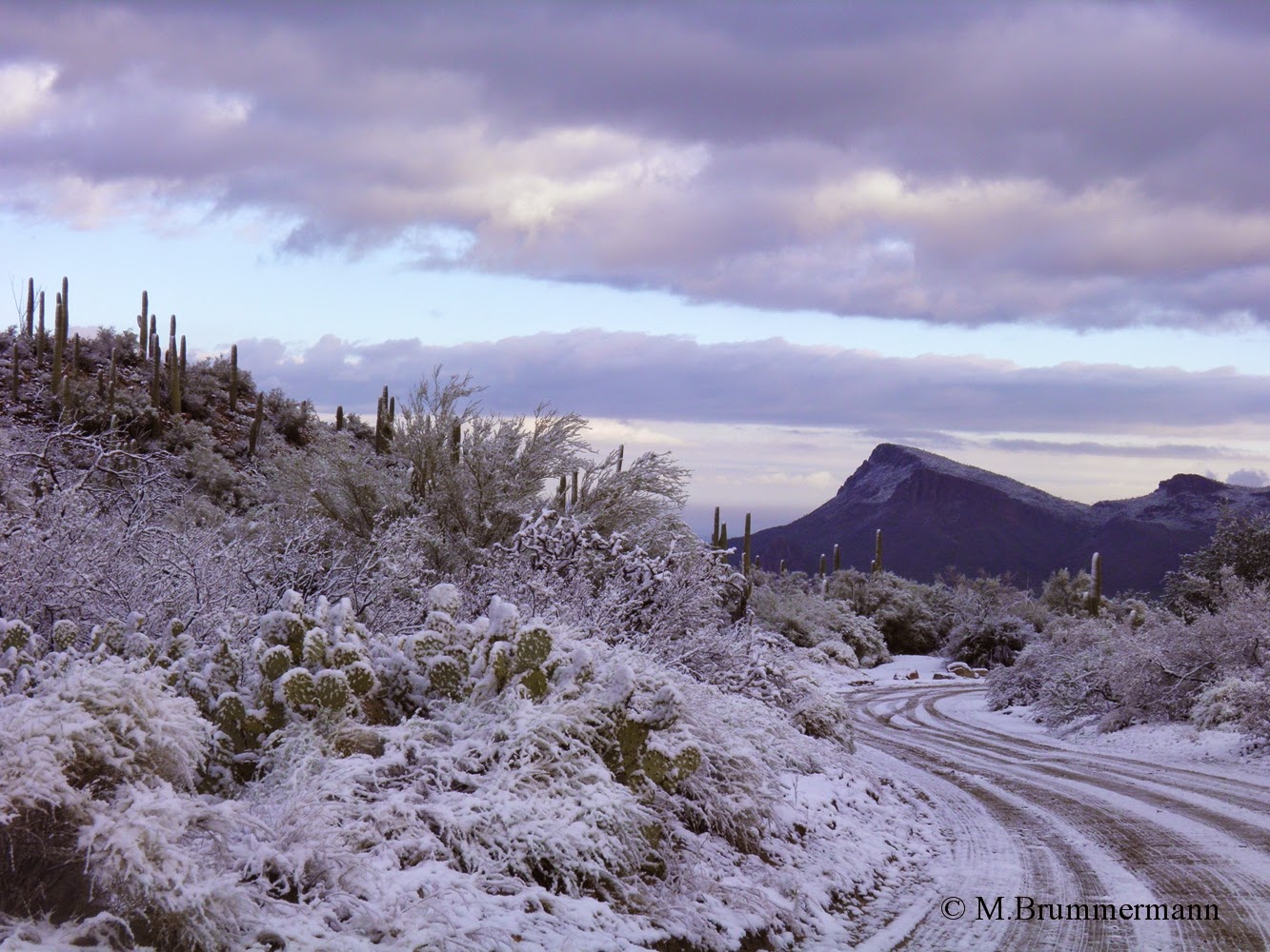 Arizona Beetles, Bugs, Birds and more Desert Snow 2015