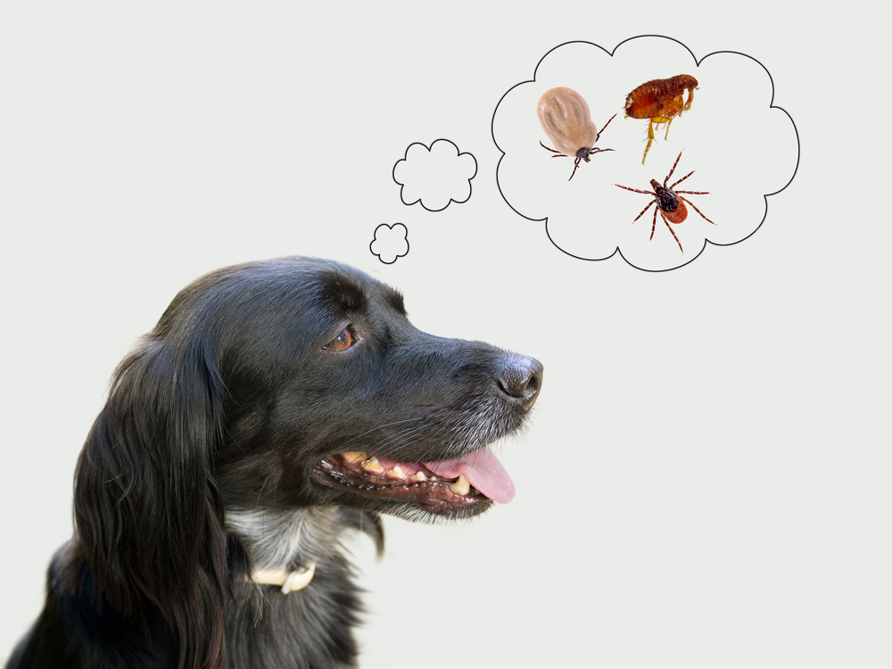 Dog Ears Warm Fever Dog Ears Warm Fever