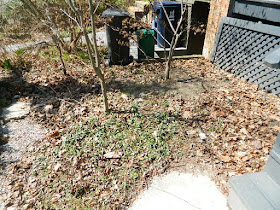 Toronto Parkdale front garden spring cleanup before by Paul Jung Gardening Services
