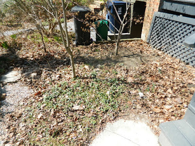 Toronto Parkdale front garden spring cleanup before by Paul Jung Gardening Services Toronto Parkdale front garden spring cleanup before by Paul Jung Gardening Services