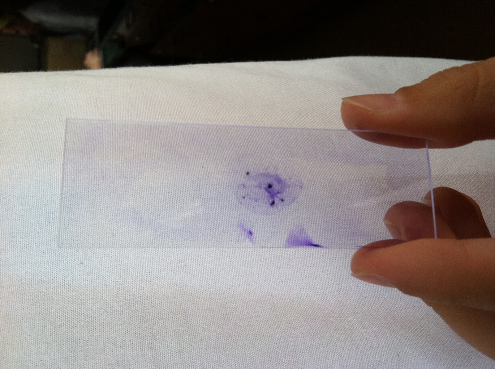 The Mini Micro Blog: Lab Monday May 20 and Tuesday May 21