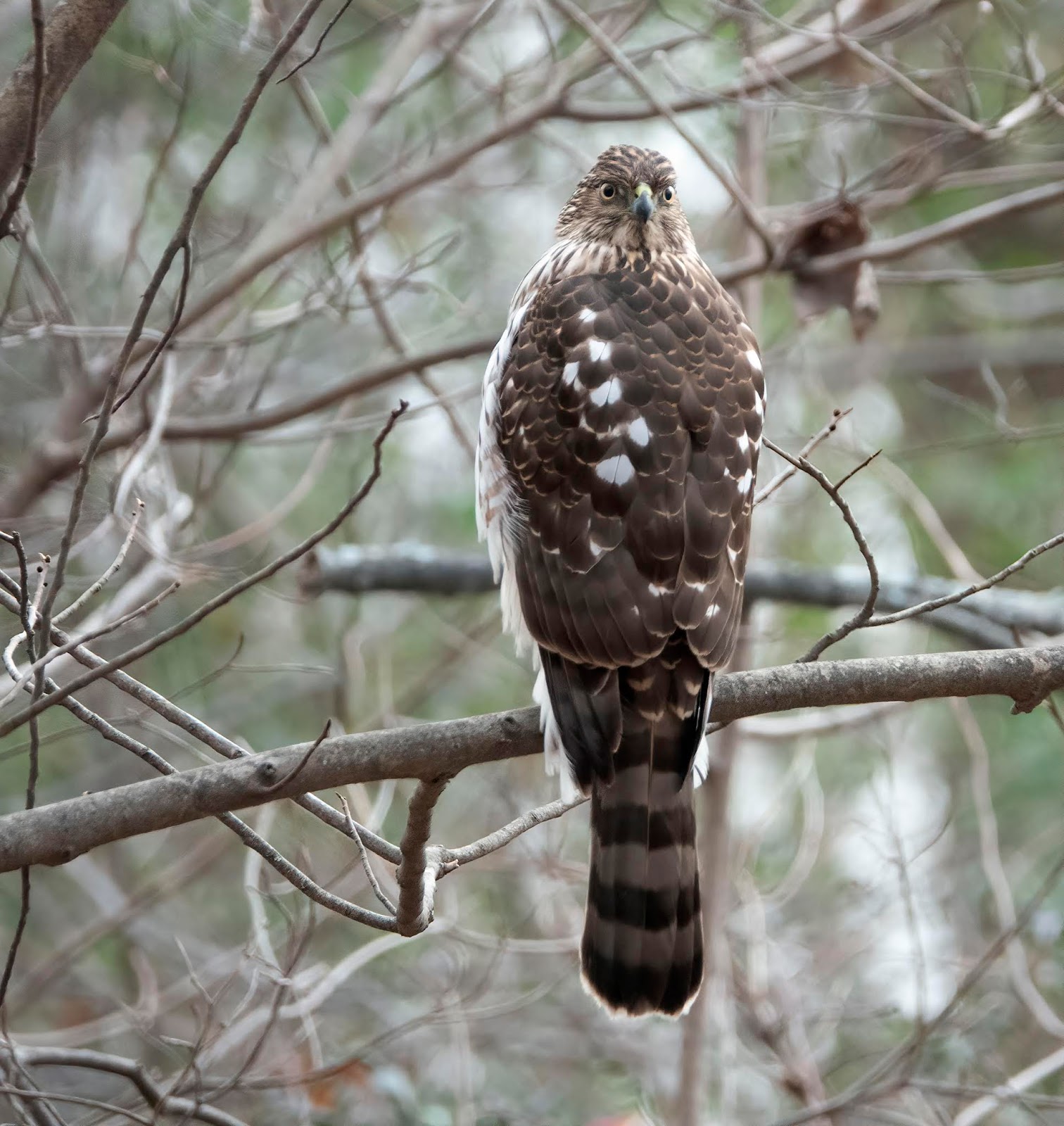 Room Without Walls: Sharing Some Raptor Love