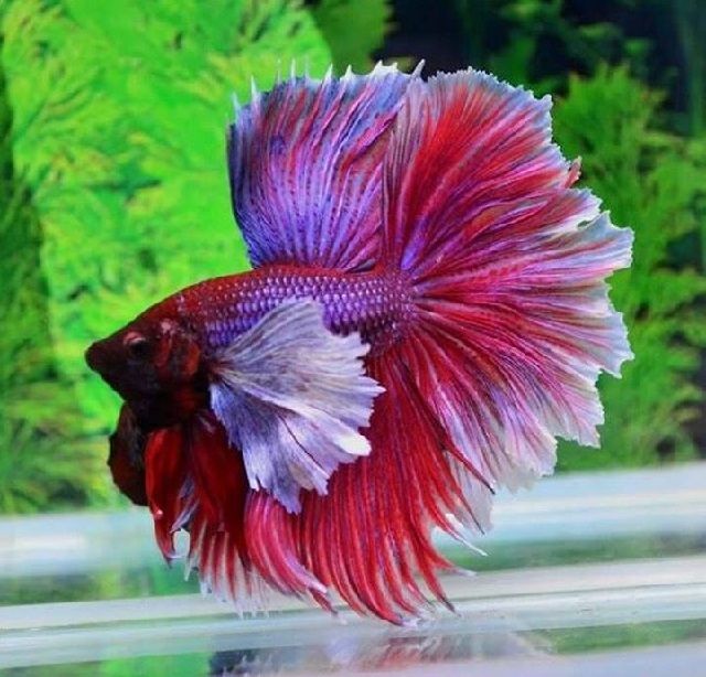 Ikan Hias Aquarium Mini - Ikan Cupang Ikan Hias Aquarium Mini