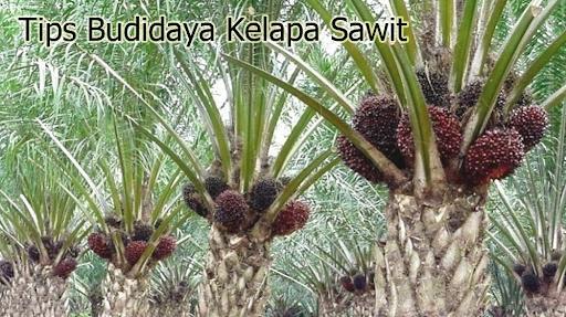 Tips Budidaya Kelapa Sawit