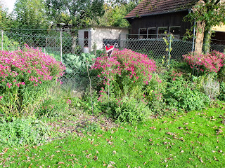 Herbstastern mit Kamera fotografiert (c) by Joachim Wenk Herbsastern mit Kamera fotografiert (c) by Joachim Wenk