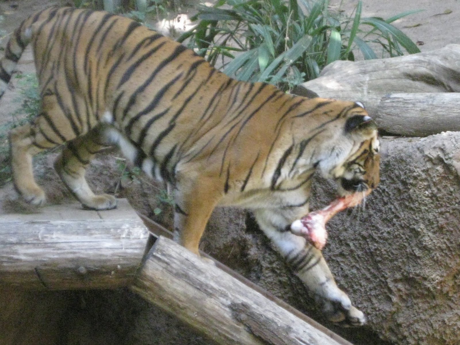 malayan tiger
