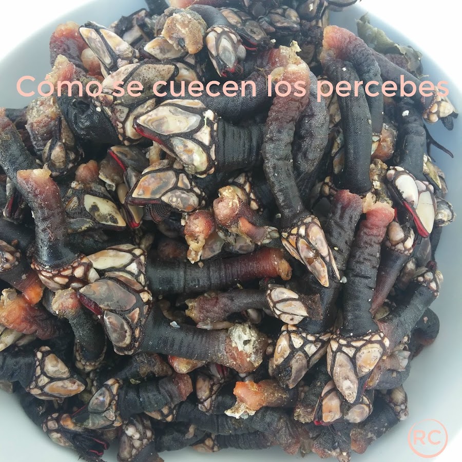 CÓMO-SE-CUECEN-LOS-PERCEBES-BY-RECURSOS-CULINARIOS