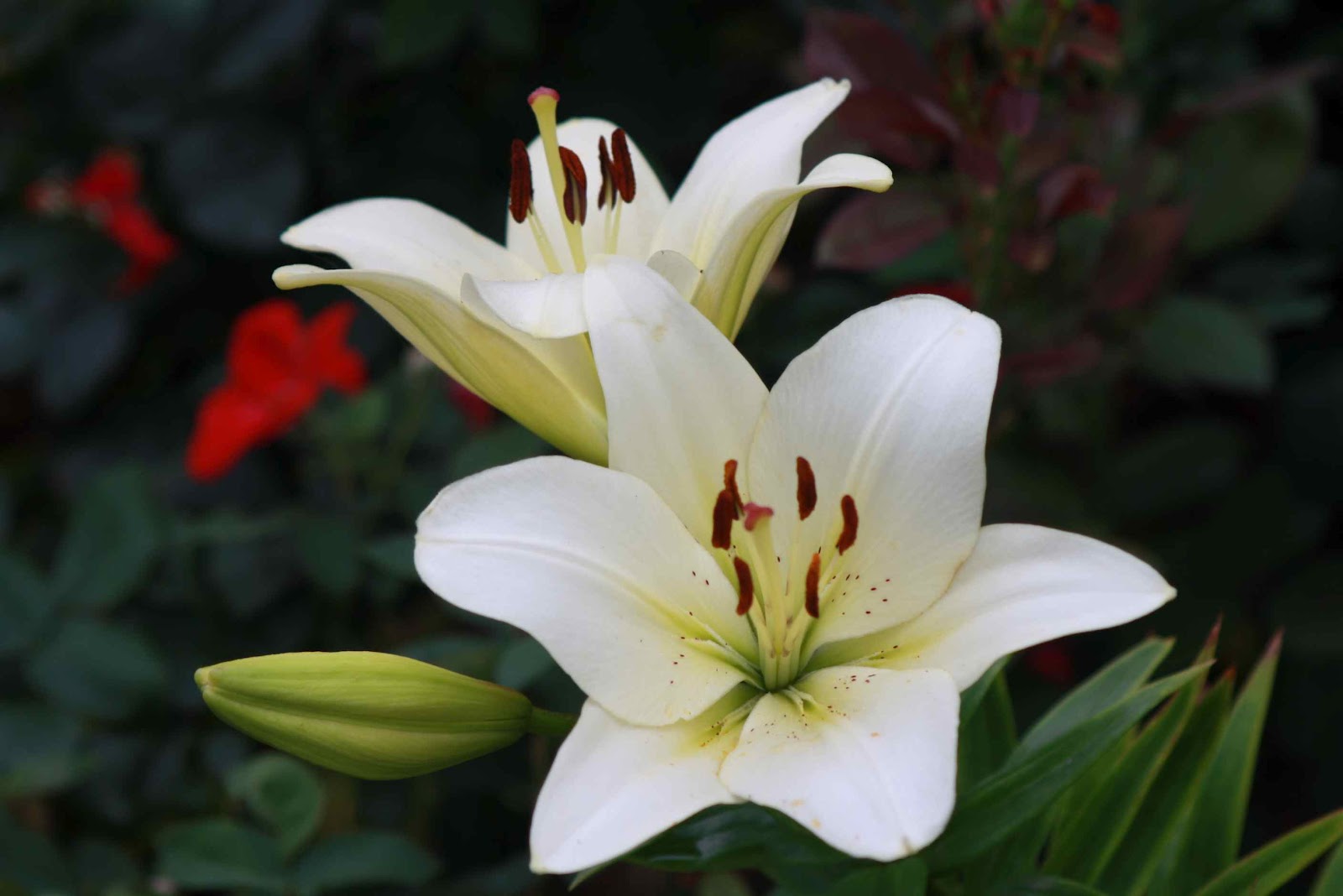 Roses and Other Gardening Joys Lily Livered