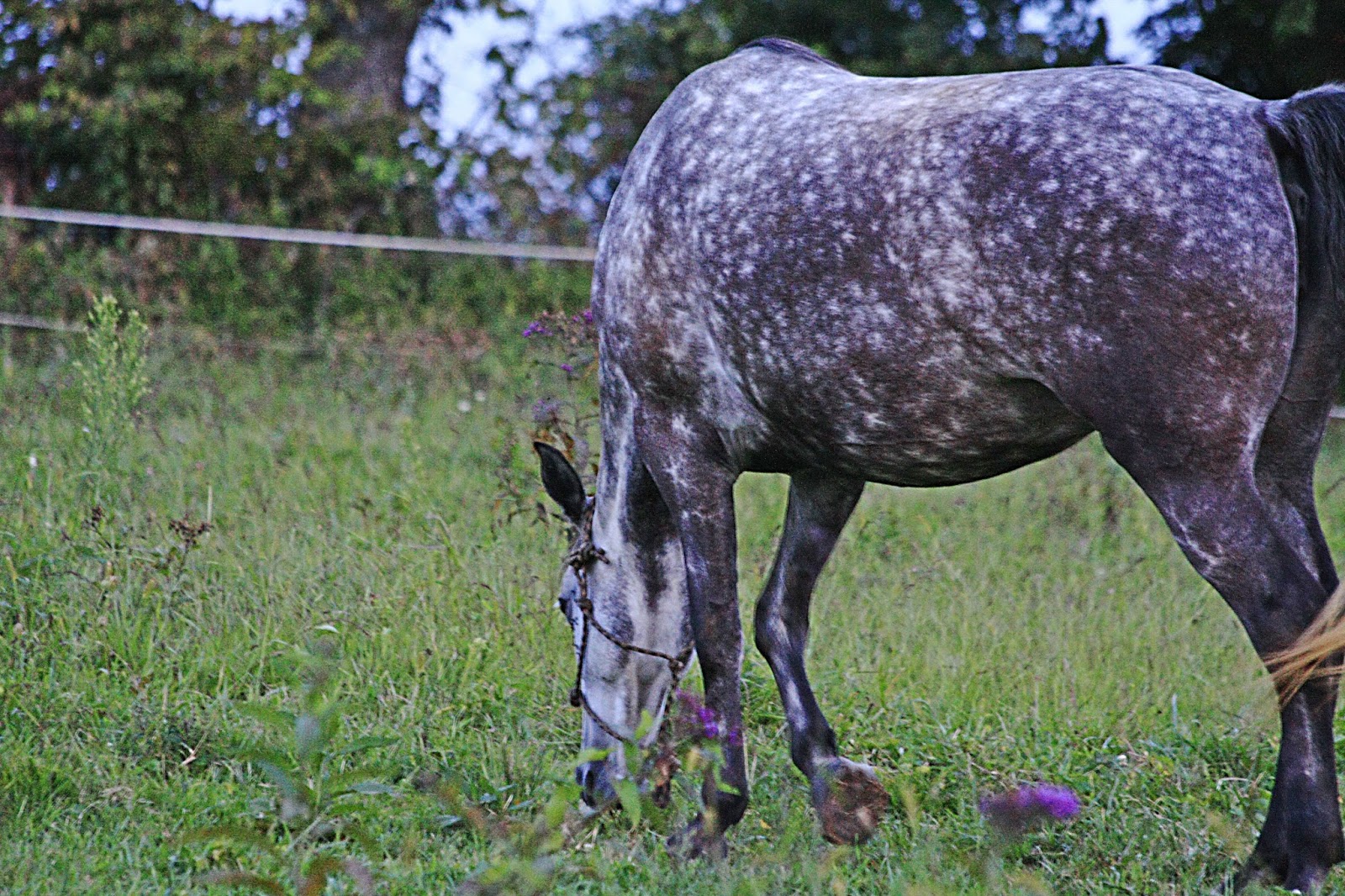 dappled gray | Naquillity