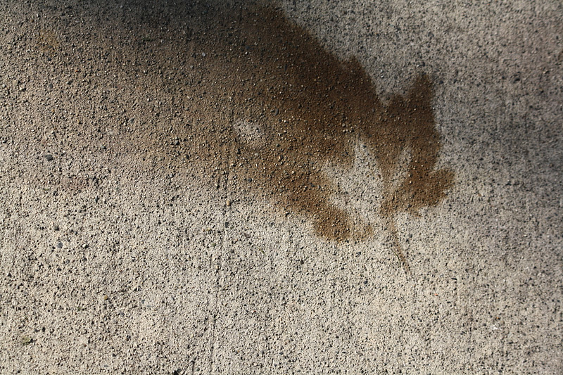Sew Daphne Maple leaf stains on concrete