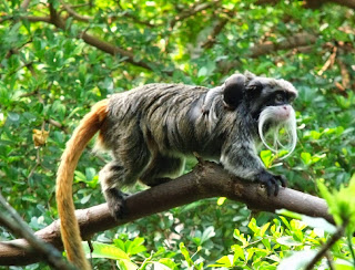  Monyet ini dinamakan demikian karena hewan ini agak mirip dengan Kaisar Jerman Wilhem II Monyet Emperor Tamarin