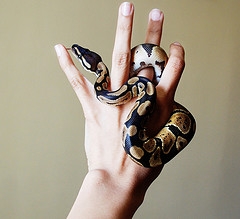 From Paws to Claws: Royal Pythons a.k.a Ball Pythons