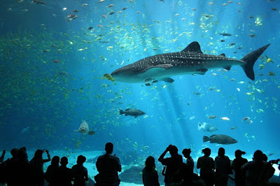 whale-shark-قرش الحوت