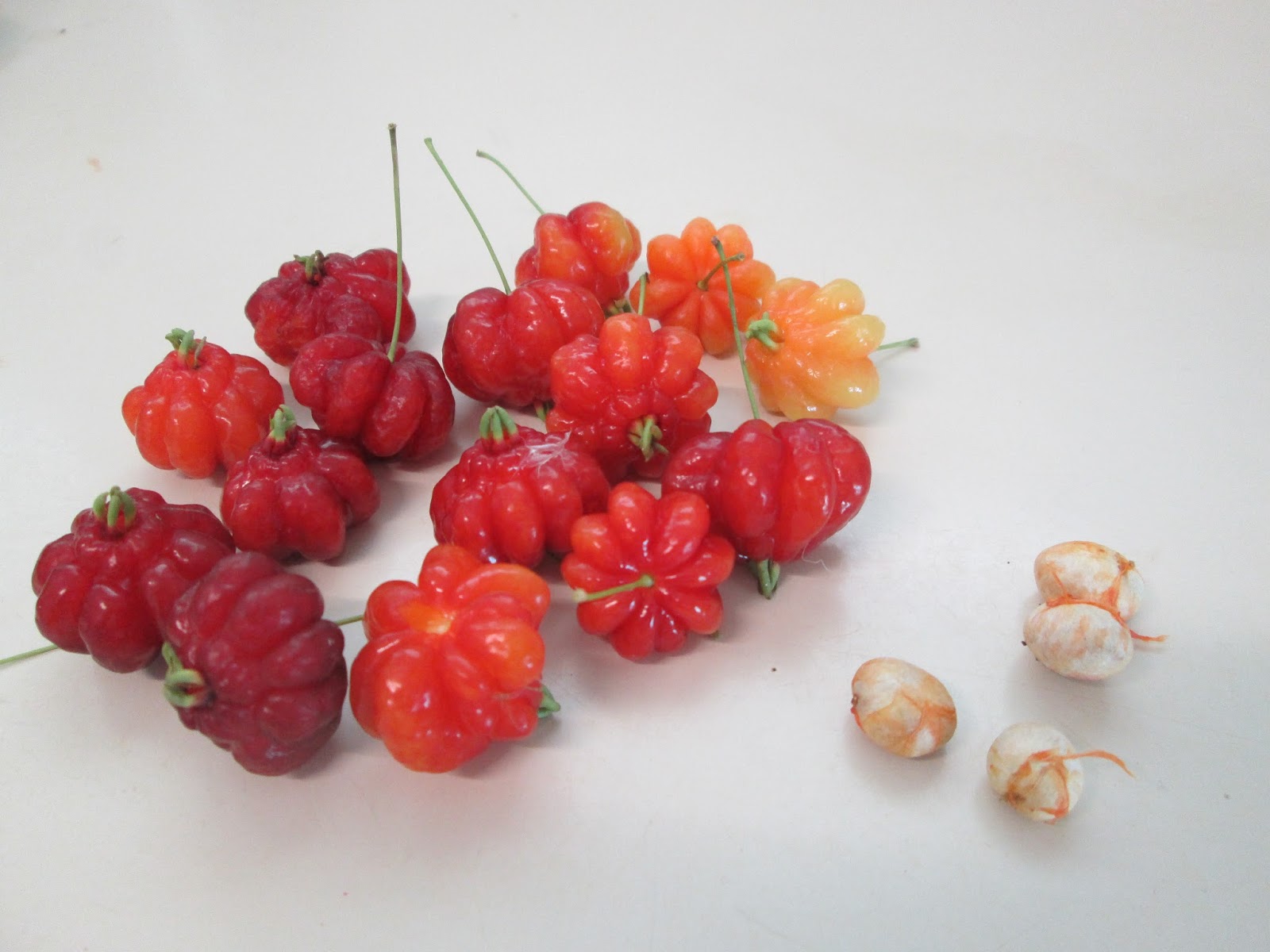 Garden Notes from Hawaii SURINAM CHERRY (Eugenia uniflora)