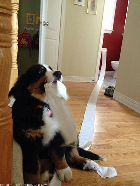 Witziger Hund holt Zuhause Klopapier lustig