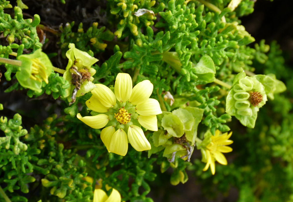 Life, Birding, Photos and Everything Galapagos Plants