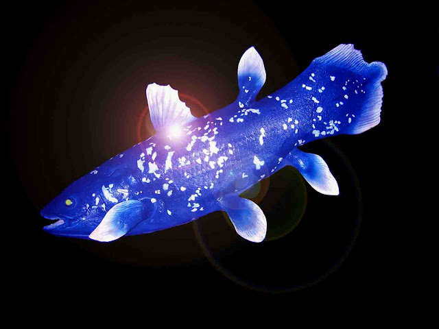 Coelacanth facts and Information 6 Coelacanth facts and Information 5
