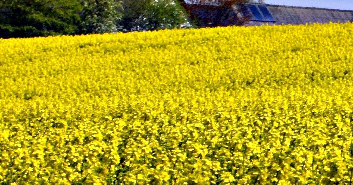 Karen`s Nature Photography Yellow Rapeseed Crop In Front of Farm