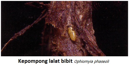 Mengenal Bioekologi Lalat Bibit Kacang Pada Tanaman Kedelai Sebagai Hama Mengenal Bioekologi Lalat Bibit Kacang Pada Tanaman Kedelai Sebagai Hama