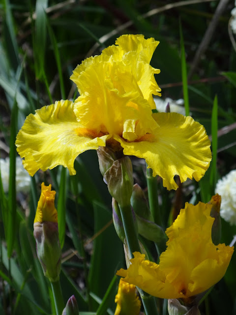 Une saison en iris (2019) DSC01434